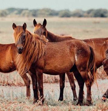 හඳුන්නෙත්ති ලංකාවේ විශාලතම දූපත හොයාගනී…