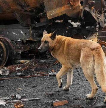 යුද්ධයෙන් පීඩාවට පත් යුක්රේන බල්ලන්ගේ හැසිරීම වෙනස් වේ…