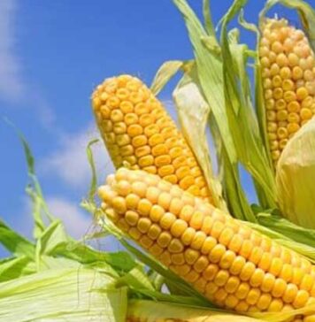 කෘෂිකර්ම අමාත්යාංශයෙන් හඳුන්වා දුන් නව බඩ ඉරිඟු ඇටෙත් ෆේල්