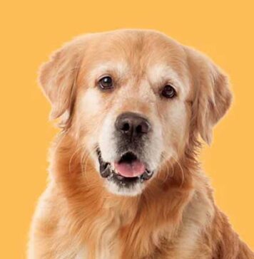 විභාග අයදුම් පත්රයේ අයදුම්කරු වෙනුවට Golden Retriever බල්ලෙකුගේ ඡායාරූපයක් මුද්රණය වෙලා..