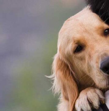 බල්ලන් මිනිසාගේ මිතුරා වූයේ වසර 15,000කට පෙර සිට!