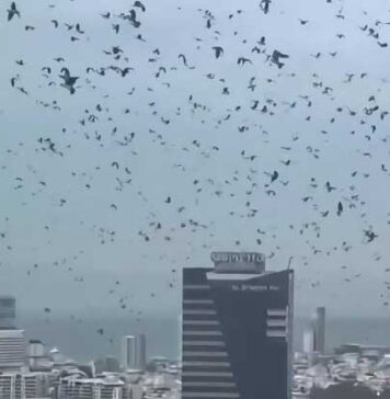 ටෙල් අවීව් අහසේ කපුටන් දහස් ගණනින් දර්ශනය වීම මහා විනාශයක පෙරනිමිත්තක්ද?